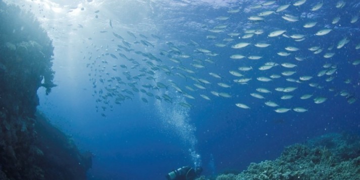 Diving Cairns