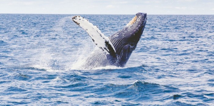 Whale and dolphin experiences in Byron Bay