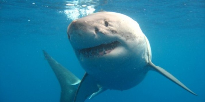 Swimming with Great White Sharks, Port Lincoln - Everything Australia